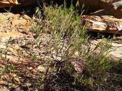 Pelargonium laevigatum laevigatum