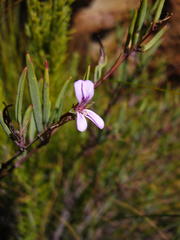 Pelargonium laevigatum laevigatum