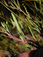 Pelargonium laevigatum laevigatum