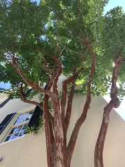 Lagerstroemia indica