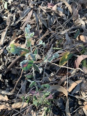 Acacia podalyriifolia