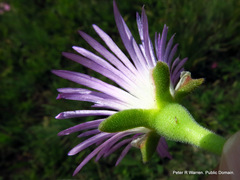 Delosperma sutherlandii