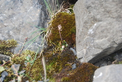 Micranthes razshivinii