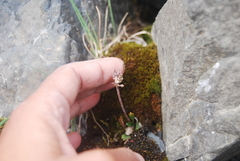 Micranthes razshivinii