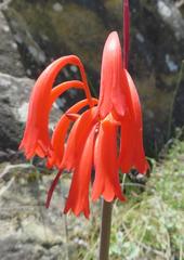 Cyrtanthus angustifolius