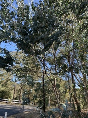 Acacia podalyriifolia