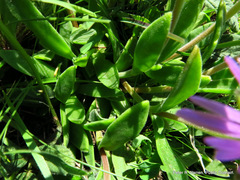 Delosperma sutherlandii