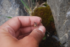 Micranthes razshivinii