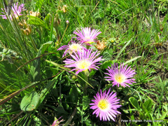 Delosperma sutherlandii