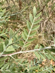 Schinus lentiscifolia