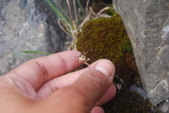 Micranthes razshivinii