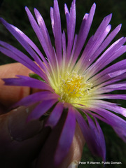 Delosperma sutherlandii