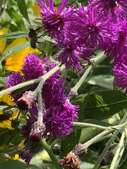 Megachile