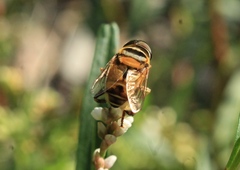 Palpada vinetorum