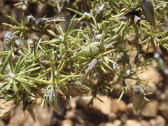 Aspalathus hirta stellaris