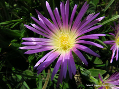 Delosperma sutherlandii