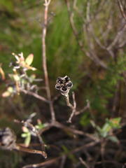 Lampranthus haworthii