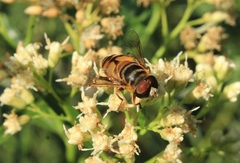 Palpada vinetorum