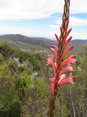 Watsonia wilmaniae