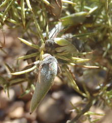 Aspalathus hirta stellaris