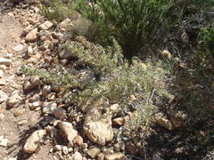 Aspalathus hirta stellaris