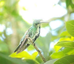 Anthracothorax veraguensis