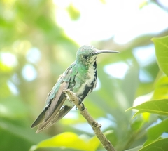 Anthracothorax veraguensis