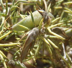 Aspalathus hirta stellaris