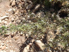 Aspalathus hirta stellaris