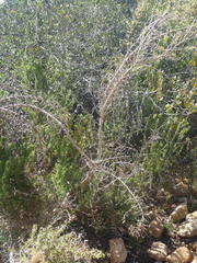 Aspalathus hirta stellaris