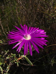 Lampranthus haworthii
