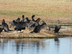 Nannopterum brasilianum