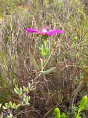Lampranthus haworthii
