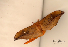 Copaxa multifenestrata