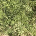 photo of Poison Hemlock (Conium maculatum)