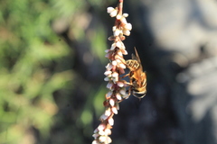 Palpada vinetorum