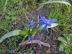 Scilla siberica