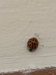 Harmonia axyridis