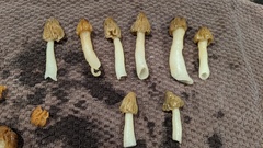 Morchella punctipes