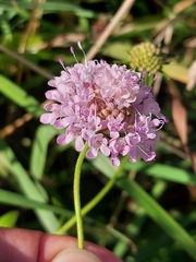 Scabiosa nitens