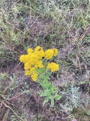 Solidago