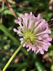 Scabiosa nitens