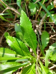 Scabiosa nitens