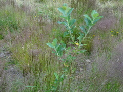 Salix alaxensis
