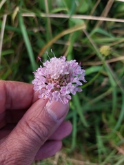 Scabiosa nitens