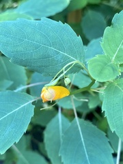Impatiens capensis: Herkunft und Verwendung — Foto 3