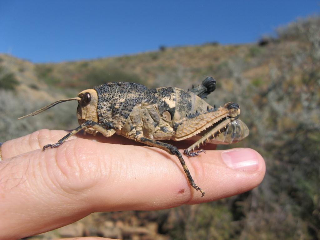 Pebble Locusts