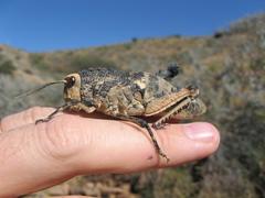 Puncticornia puncticornis
