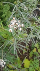 Anaphalis margaritacea