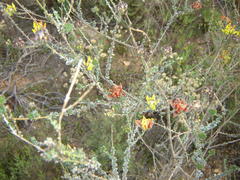 Aspalathus tridentata tridentata